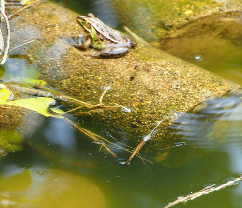 f:id:Naturalhistory:20130726161327j:image