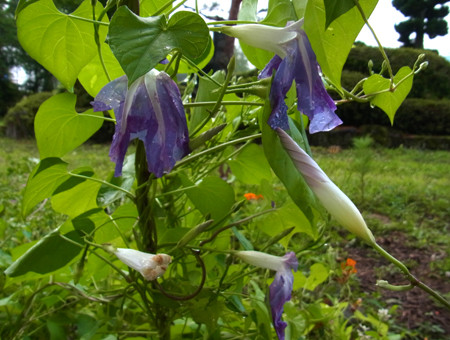 f:id:Naturalhistory:20130727175314j:image