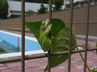 f:id:Naturalhistory:20130731111606j:image