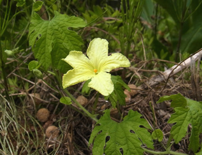 f:id:Naturalhistory:20130731111624j:image