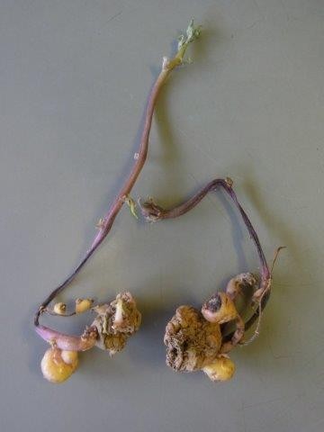 f:id:Naturalhistory:20130801190105j:image