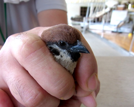 f:id:Naturalhistory:20130803145309j:image