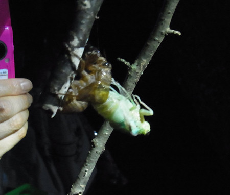 f:id:Naturalhistory:20130803211749j:image