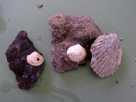 f:id:Naturalhistory:20130808141530j:image