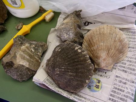 f:id:Naturalhistory:20130808141621j:image