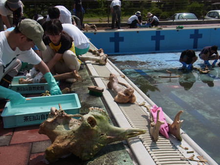 f:id:Naturalhistory:20130809100204j:image