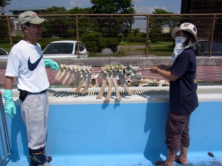 f:id:Naturalhistory:20130809132738j:image