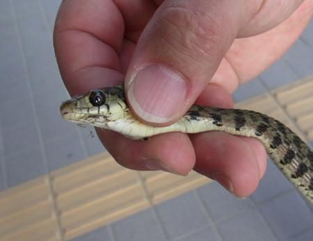 f:id:Naturalhistory:20130810165423j:image