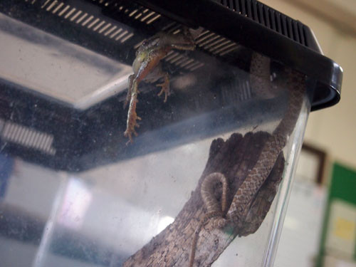 f:id:Naturalhistory:20130810170732j:image
