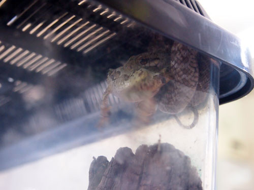 f:id:Naturalhistory:20130810170946j:image