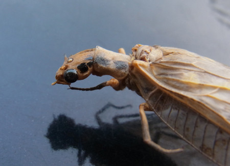 f:id:Naturalhistory:20130810171923j:image
