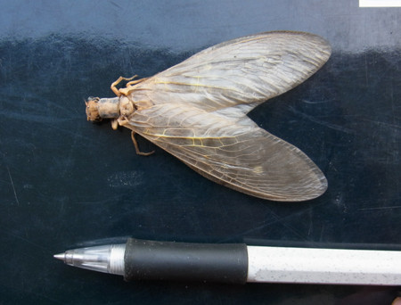 f:id:Naturalhistory:20130810171956j:image