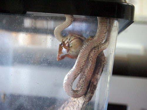 f:id:Naturalhistory:20130810172522j:image