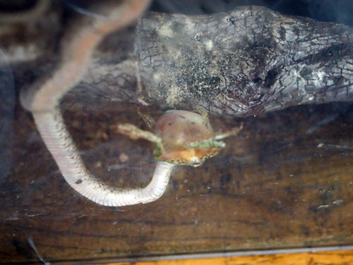f:id:Naturalhistory:20130810174617j:image