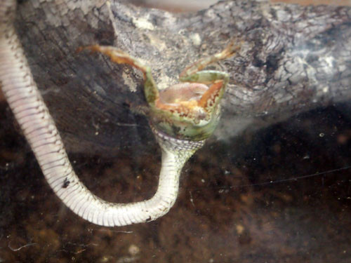 f:id:Naturalhistory:20130810174625j:image