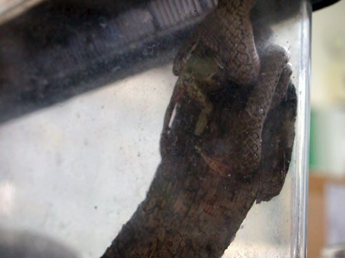 f:id:Naturalhistory:20130810175432j:image