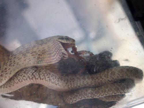 f:id:Naturalhistory:20130810175937j:image