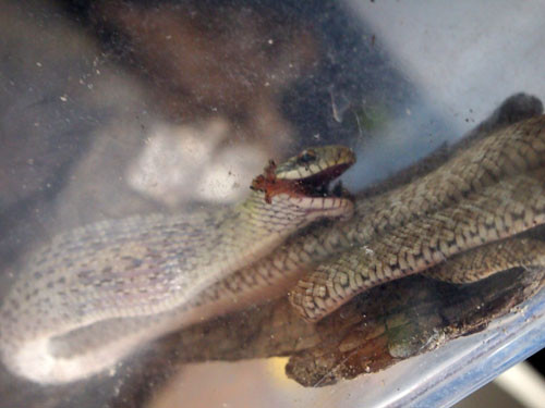 f:id:Naturalhistory:20130810180159j:image