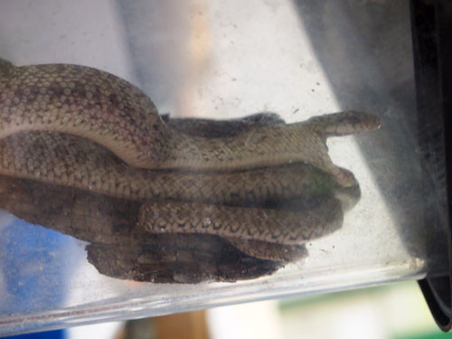 f:id:Naturalhistory:20130810180250j:image