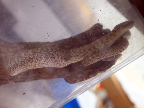 f:id:Naturalhistory:20130810180303j:image