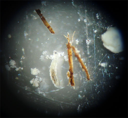 f:id:Naturalhistory:20130813164358j:image
