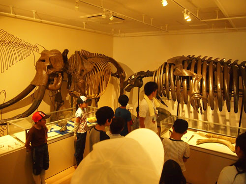 f:id:Naturalhistory:20130818094845j:image