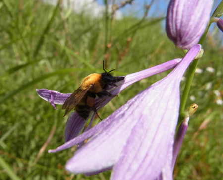 f:id:Naturalhistory:20130819100015j:image