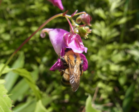 f:id:Naturalhistory:20130819104510j:image