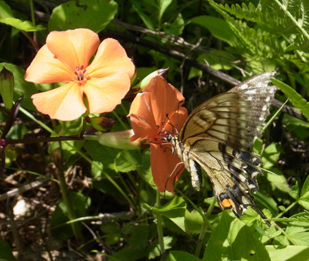 f:id:Naturalhistory:20130819113413j:image