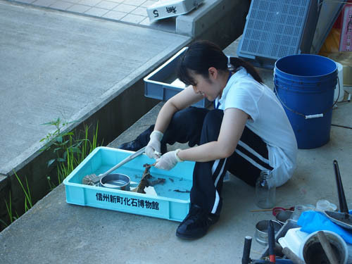 f:id:Naturalhistory:20130822161508j:image