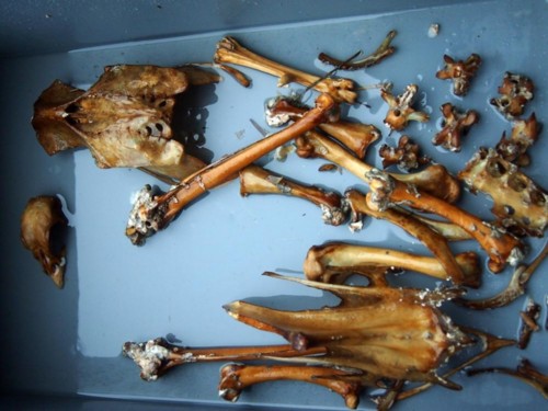 f:id:Naturalhistory:20130823163849j:image