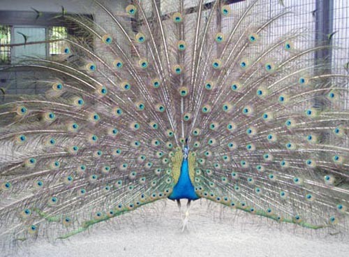f:id:Naturalhistory:20130823172259j:image
