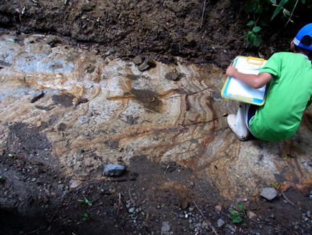 f:id:Naturalhistory:20130827140533j:image