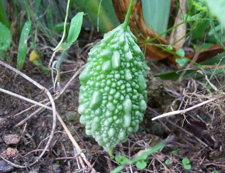 f:id:Naturalhistory:20130901171820j:image