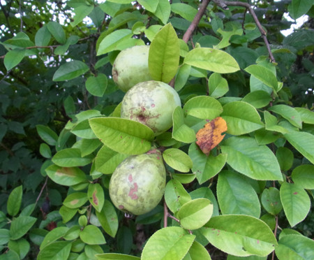 f:id:Naturalhistory:20130901171938j:image