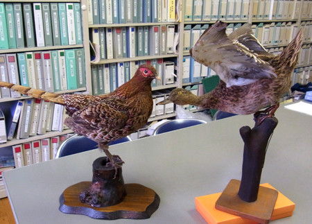 f:id:Naturalhistory:20130905170844j:image