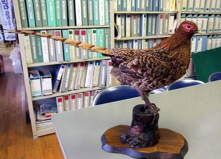 f:id:Naturalhistory:20130905170915j:image
