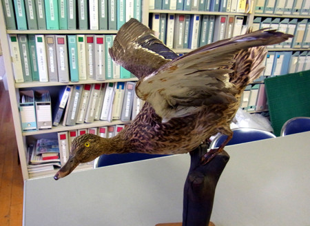 f:id:Naturalhistory:20130905170958j:image