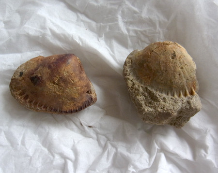 f:id:Naturalhistory:20130907101610j:image