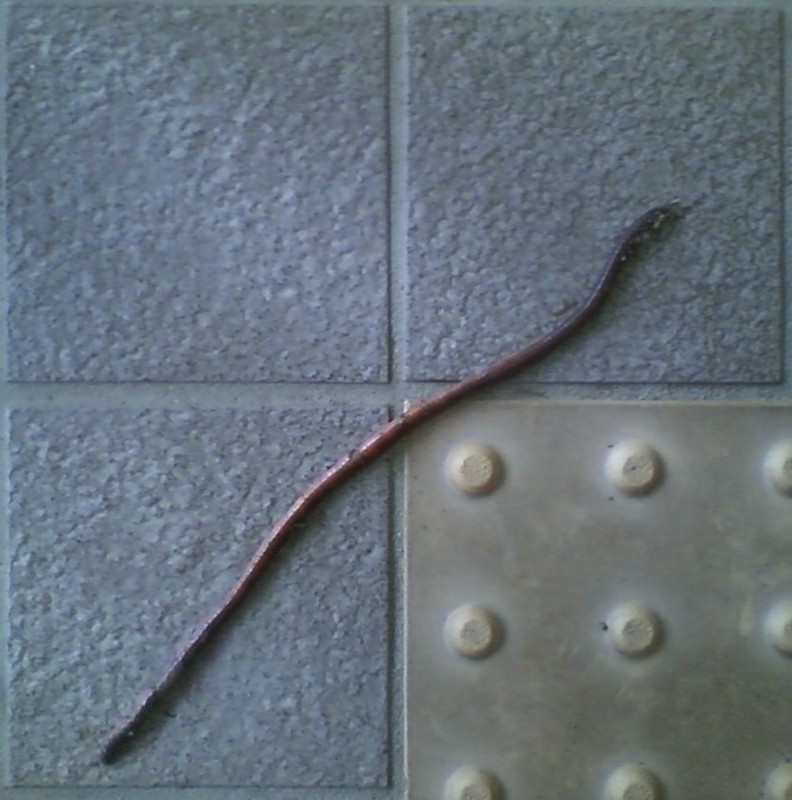 f:id:Naturalhistory:20130908164217j:image
