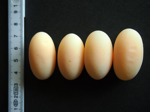 f:id:Naturalhistory:20130912132509j:image