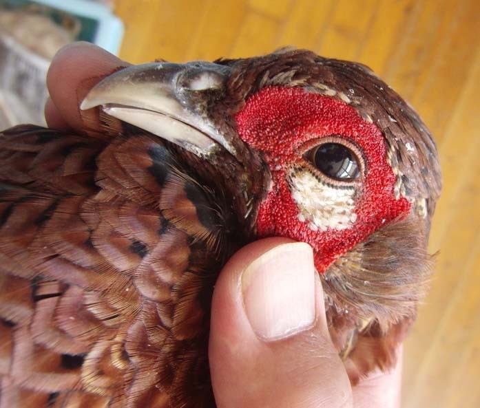 f:id:Naturalhistory:20130919115953j:image