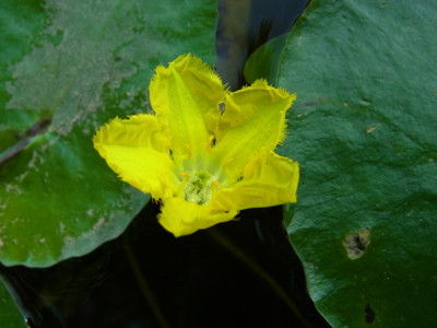 f:id:Naturalhistory:20130921105037j:image