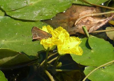 f:id:Naturalhistory:20130921110026j:image