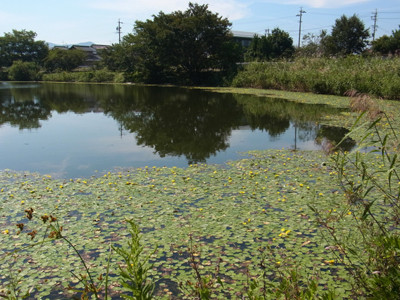 f:id:Naturalhistory:20130921110723j:image
