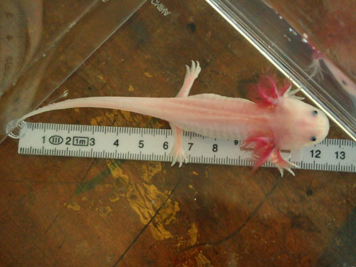f:id:Naturalhistory:20130921164527j:image
