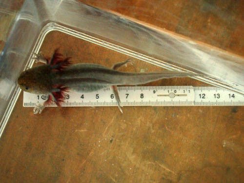 f:id:Naturalhistory:20130921164551j:image