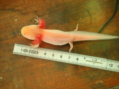 f:id:Naturalhistory:20130921164610j:image