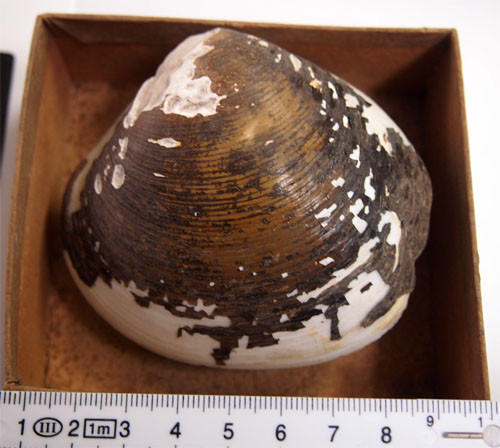 f:id:Naturalhistory:20130925172728j:image