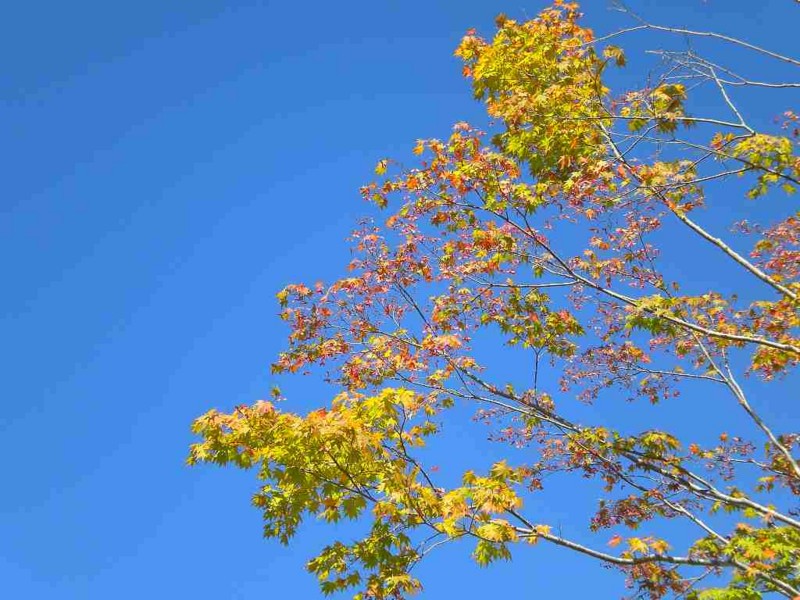 f:id:Naturalhistory:20130929175909j:image